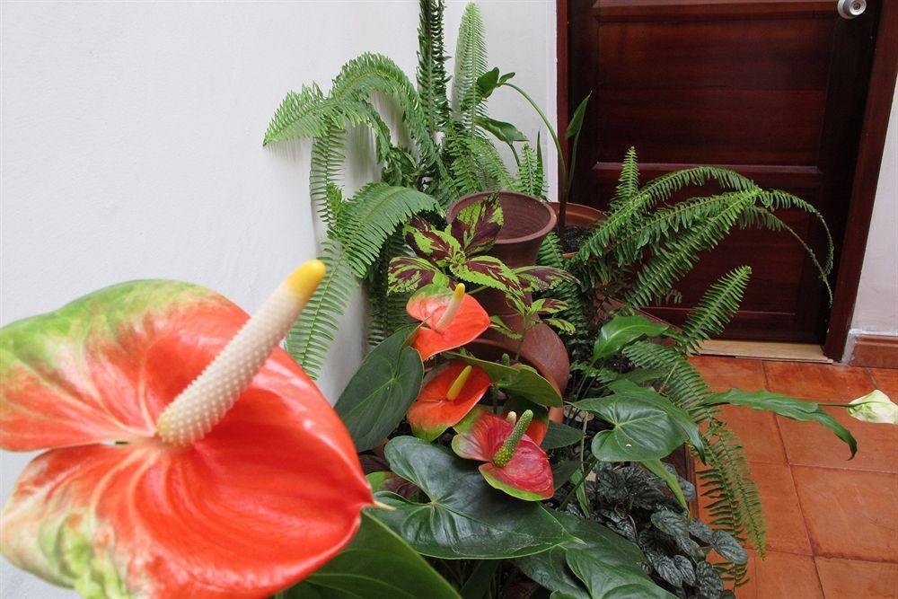 Hotel Frances La Maison Pasto Exteriér fotografie